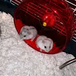 Ace & Chase - @winterwhitehammies120 - Instagram