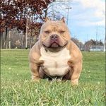 Ace Chavez - @beastmodebullies262 - Instagram
