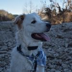 Ace Cole - @goodboyacecole - Instagram