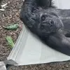 Ace Coleman - @ace.coleman87 - TikTok