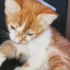 ace.izrllycool - @ace.izrllycool - TikTok