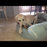 acecooley4566cooldog - @acecooley4566cooldog - Instagram