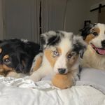 Ace, Cash & Cotton - @threebrightaussies - Instagram