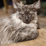 cotton simba ace - @cottonsimbaace - Instagram