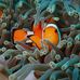 Ace Cuyos - Facebook