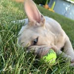 Louis & Ace Cunningham - @louis.the.lilac.frenchie - Instagram