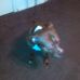 Ace Daniels - Facebook