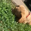 Ace Davis - @acedavisthedog - TikTok