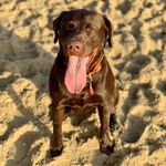 Ace Davis Grogan - @ace.davis.lab - Instagram