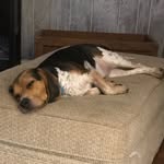 Ace Dean - @ace_the_beagle22 - Instagram