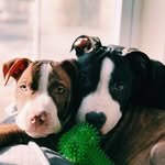 Ace & Deuce - @acendeucethepits - Instagram