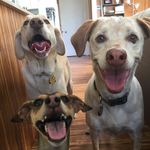 Ace, Deuce, & Trip - @acedeucetrip - Instagram