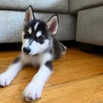 Blu Ace Diaz 🐾 - @pawzofblu.ace - Instagram