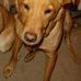 Ace Dingo - Facebook