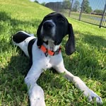 Ace Doty - @ace_gspdog - Instagram