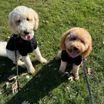 Ace and Kiki - @ace_dude_and_kiki_dudette - Instagram