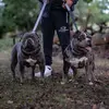 The Kiki and Ace duo - @kiki_ace_pocketbully - TikTok