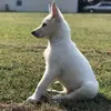 aceeckert973 - @supernova2700 - TikTok