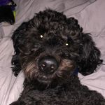ace elliott - @aceydoodle - Instagram