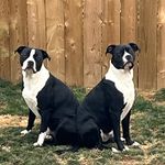 King & Ace Ellis - @fun_with_king_and_ace - Instagram