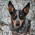 Ace & Bear Emery - @emery_dingos - Instagram