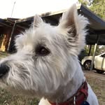 Shaun Ace Emery - @shaunaceemery - Instagram