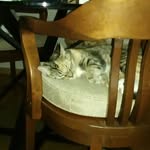 Ace Espino - @meowmeowmeowpurr - Instagram