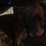 Ace Ferguson - @babypup_ace - Instagram