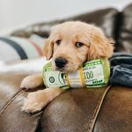 Ace the Golden Retriever - @acethedogferguson - Instagram