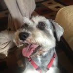 Ace Fleming🐶 - @ace102880 - Instagram