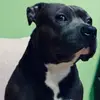 Ace Francis Atos - @cody_d_bully - TikTok