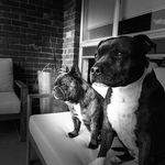 Ace & Frank - @ace_and_frank - Instagram