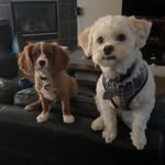 Ace & Frank - @ace.the.peekapoo - Instagram