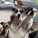 Ace & Frank & Fred - @acefrankandfredbb - Instagram
