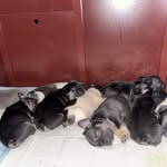 @ace_frenchiess - Instagram