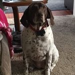 Ace Freeman Aka Kyndels Dog - @mylifeas_ace - Instagram