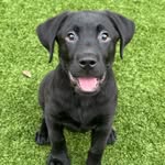 Ace Martin Freeman - @siracethepup - Instagram