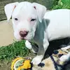 Acegoodboygarner - @acedoggie - TikTok