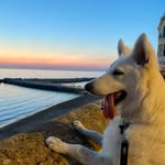 Ace - @__ace.gentile__ - Instagram