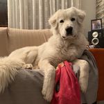 ACE GENTILE - @ace_canenatale_pma - Instagram