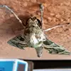 user4398932023 - @acefield - TikTok