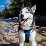 Ace - Green Adventure Husky - @greenadventurehusky - Instagram