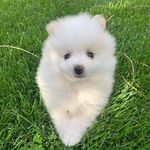 Ace Green - @ace_green_pomeranian - Instagram