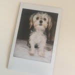 Ace Harrison - @aceharrison18_morkie - Instagram