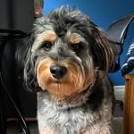 Ace Patel - @ace_of_pupz - Instagram