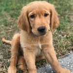 Ace Patel - @acethegolden_ - Instagram