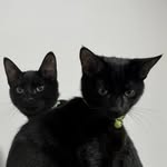 Ace & Phantom - @aceandphantom - Instagram