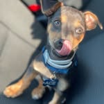 Ace Price ♠️🐾🦴 - @papa.ace29 - Instagram