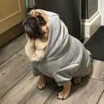 Ace Pug Price - @ace_pricey - Instagram