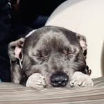 Ace Rodriguez - @bigheadedbubby - Instagram